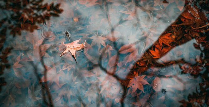 Autumn, lake, leaf, water surface wallpaper