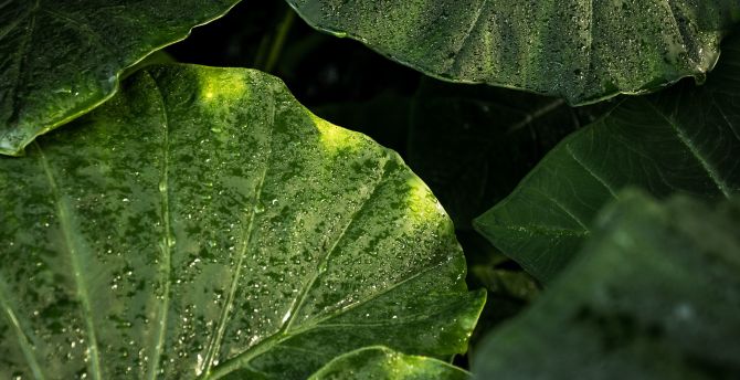 Raindrops, leaf, big and green wallpaper