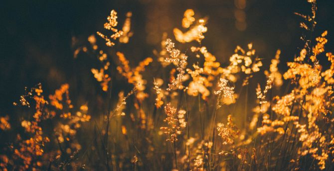 Golden shine, plants, meadow wallpaper