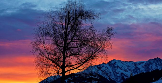 Big tree, sunrise, mountains, clouds wallpaper