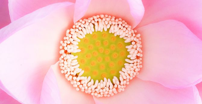 Pink flower, bloom, close up, pollen wallpaper
