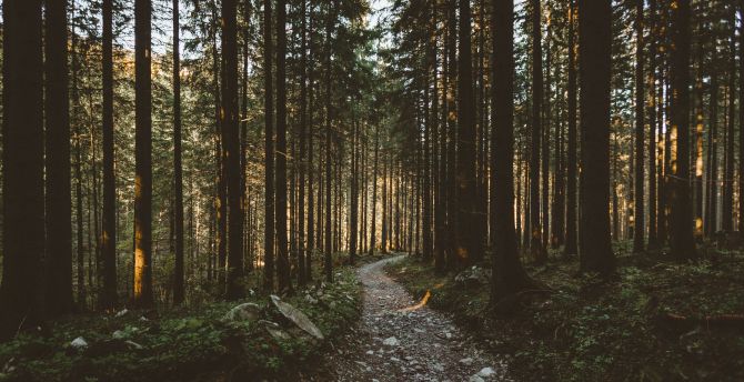 Dirt, pathway, forest, trees, nature wallpaper