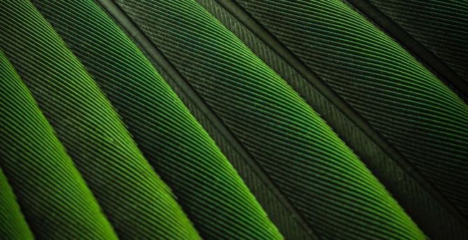 Feathers, bird, green color wallpaper