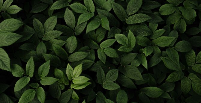Green leaves, fresh and green, plants wallpaper