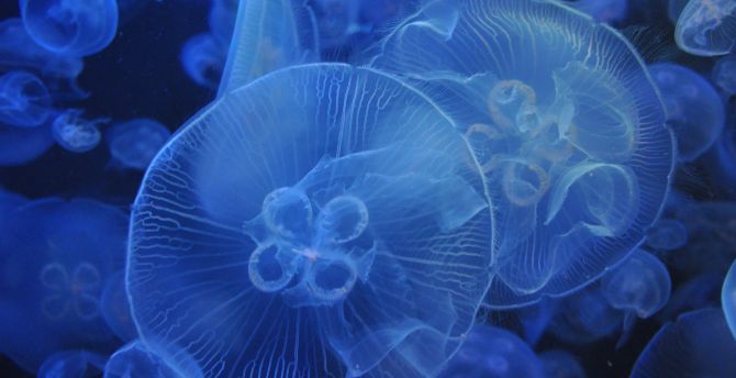 Underwater, blue, jellyfishes wallpaper