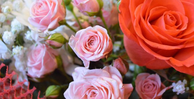 Bouquet, rose, colorful wallpaper