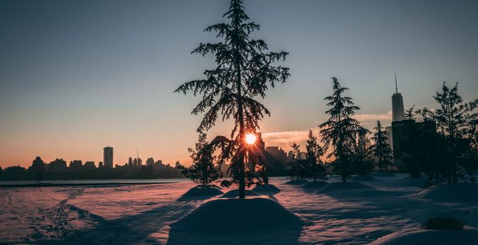 City park, winter, tree, sunrise, morning wallpaper