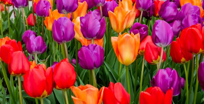 Tulips flowers, multicolored, bloom wallpaper