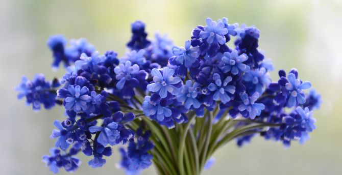 Blue flowers bouquet, adorable wallpaper
