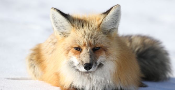 Fox, predator, curious, wild animal wallpaper
