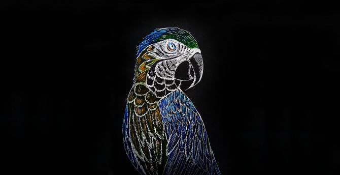 Parrot, macaw, art wallpaper