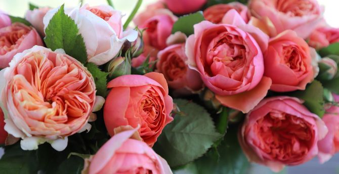 Bouquet, pink roses, fresh wallpaper