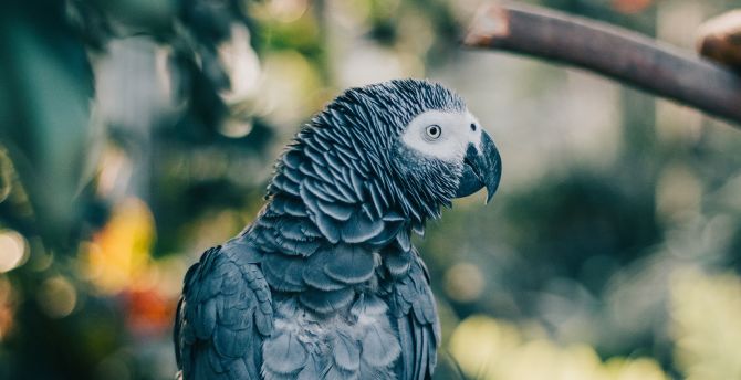 Gray parrot, bird, exotic wallpaper