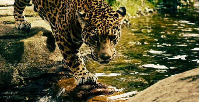 Predator, jungle, wild animal, leopard wallpaper