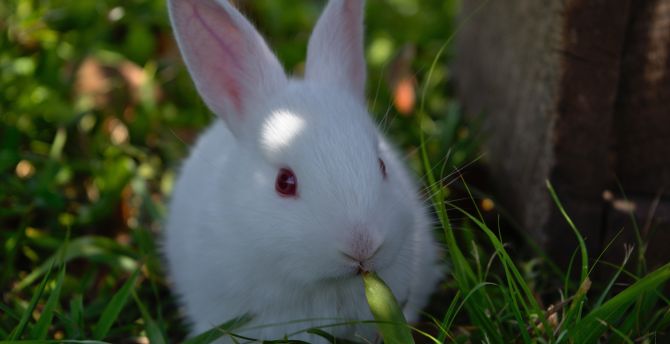 Cute, white rabbit, animal wallpaper
