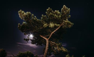 Tree in moonlight, night, nature