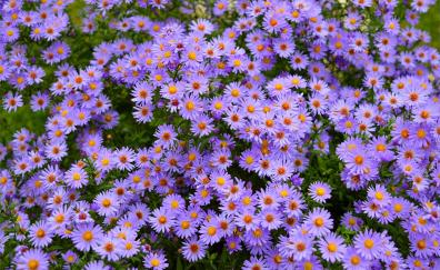 Purple flowers, meadow, flora, nature