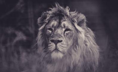 Lion, calm, predator, muzzle