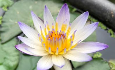 Water Lily, white purple flower, lake