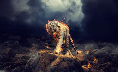 Angry, raging, white tiger