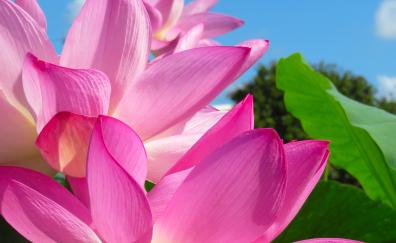 Lotus, pink petals, close up