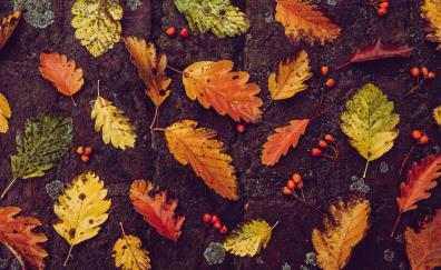 Autumn, fallen leaves, foliage