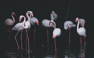 Flamingo, birds, reflections, pond