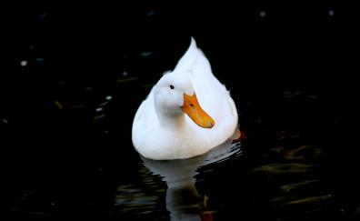 White duck, bird, swim
