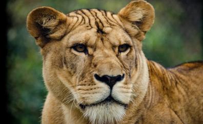 Lioness muzzle
