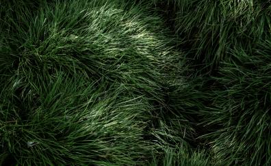 Green grass, fresh and fluffy, nature