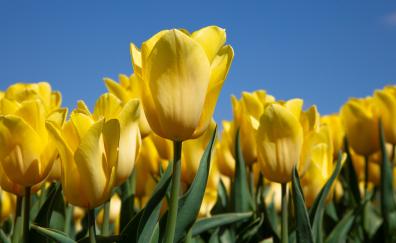 Yellow tulips, bloom, farm