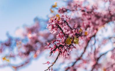 Blossom, pink flowers, nature, tree branch, spring 
