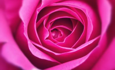 Close up, petal, pink rose