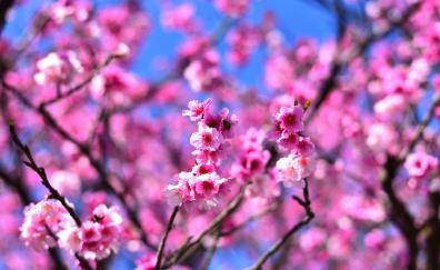 Cherry blossom, pink flowers, tree branches