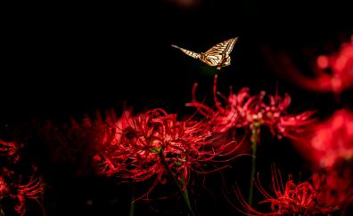 Close up, butterfly, red flowers, blossom