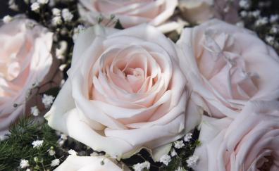 Light pink, flowers, close up, roses