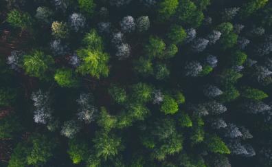 Green trees, top of trees, aerial view