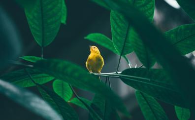 Small, cute, yellow bird, tree branch