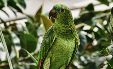 Parrot, bird, green, adorable