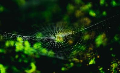 Spider-web, nature, insect, macro