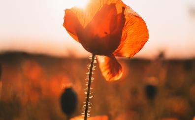 Poppy, meadow, blur, sunrise