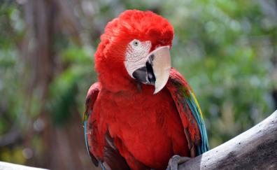 Red parrot, macaw, bird