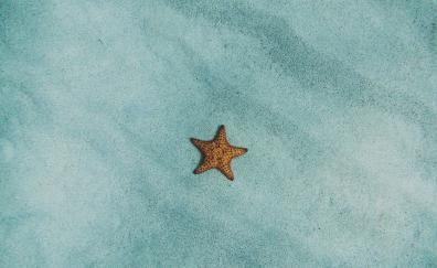 Starfish, surface, sand, minimal, fish