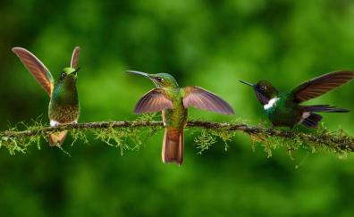 Adorable birds, Hummingbirds