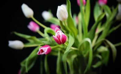 Tulip, leaves, flowers, blur, Bouquet