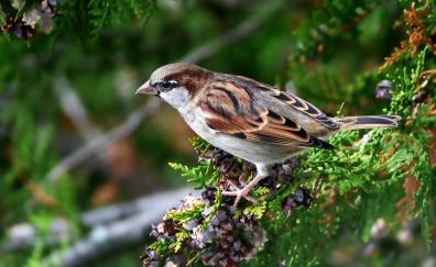 Sparrow, bird, close up