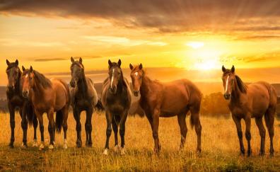 Horses, herd, sunset, landscape