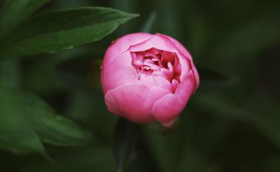 Bud, pink flower, rose