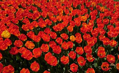 Tulips farm, red, orange, plants