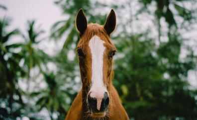 Horse, animal, muzzle, close up